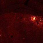 Brain circuit that focuses attention brings in wide array of inputs
