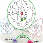 KAIST, 암세포를 정상세포로 바꾸는 치료원리 최초 규명