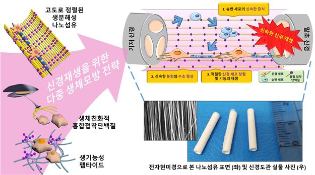 홍합접착단백질 나노섬유, 끊어진 신경연결