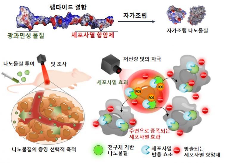 항암 나노물질, 빛 쬐면 독성 없이 주변 암세포 제거