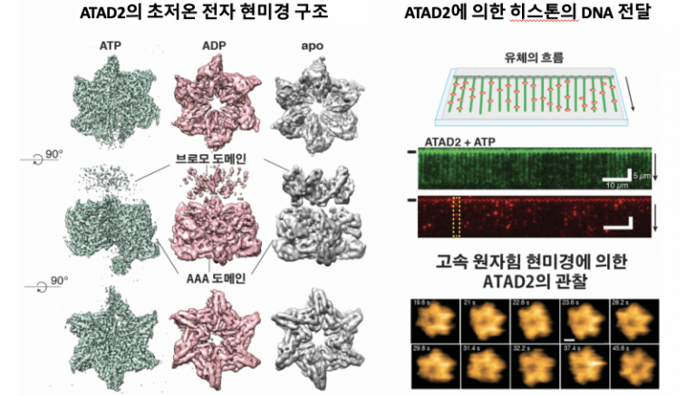 암유발인자, 히스톤 샤페론 ATAD2 단백질 구조 규명
