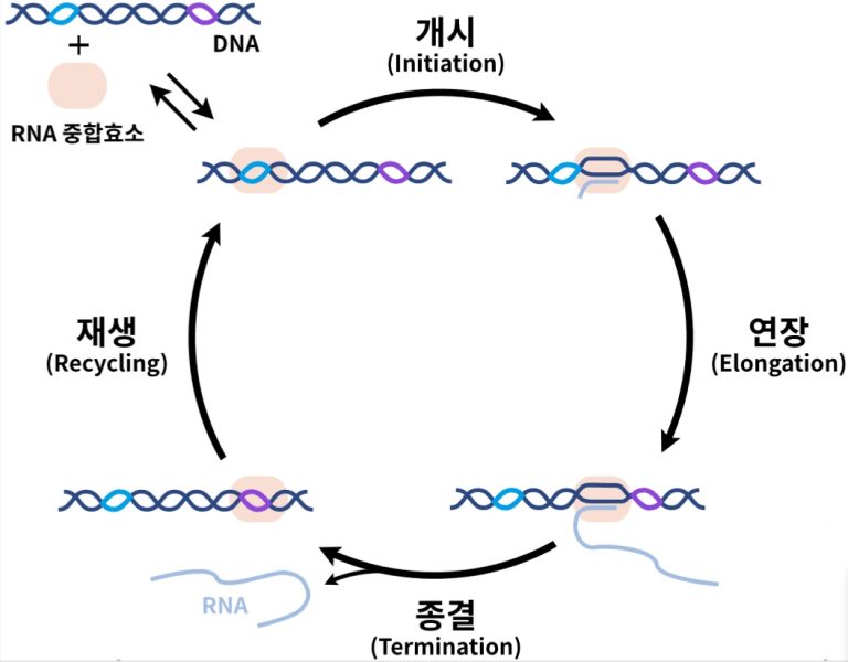 RNA 합성 재생단계 최초 규명