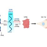 빛으로 mRNA-리보솜 결합 제어, 단백질 합성 조절