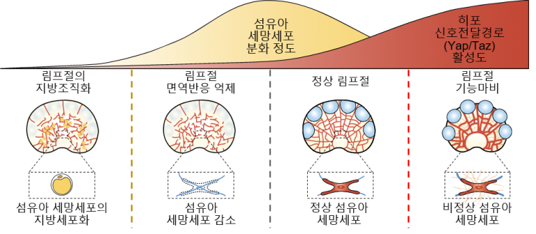 면역반응 조절 림프절 세포 작용 규명
