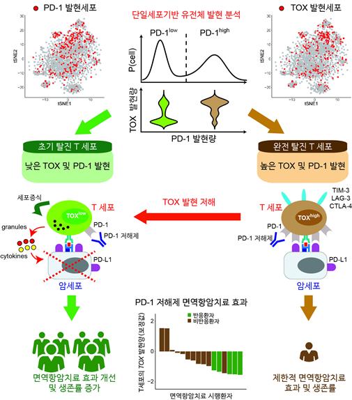 면역세포 탈진 막아 면역항암 효능 개선
