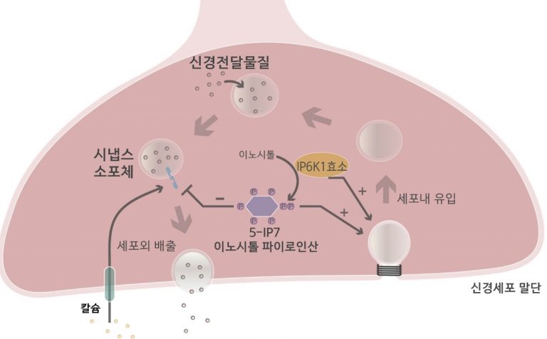 뇌 신경활성 조절하는 이노시톨 대사물질 발굴