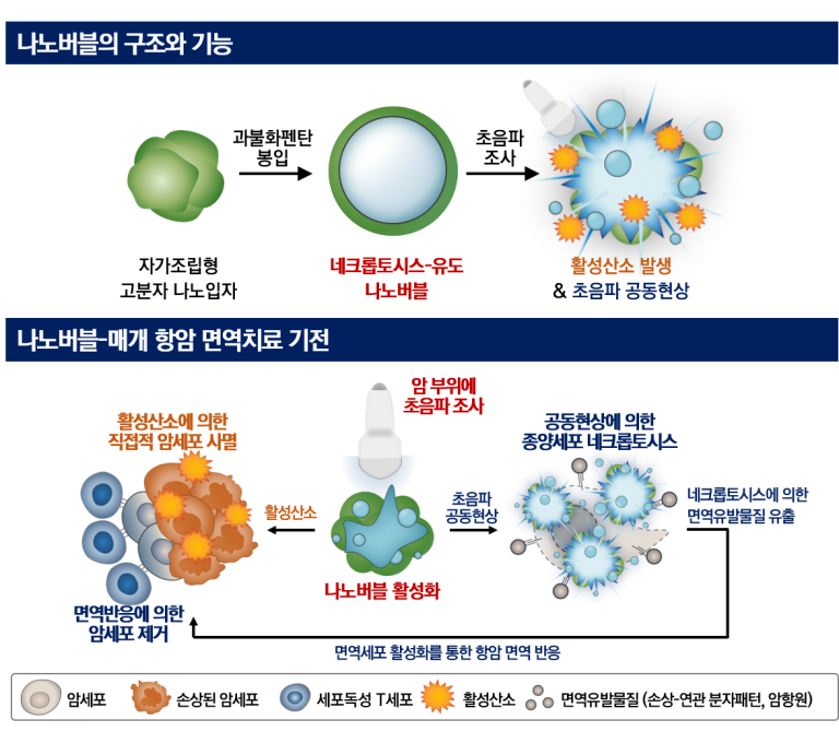 암세포 죽이는 나노버블, 면역물질 손상도 막는다