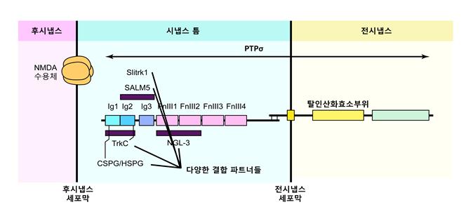 ‘새로움’ 구별 인지능력 관여 시냅스 단백질 확인