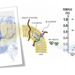 치매 원인 단백질 섬유화, 분광학으로 판별한다