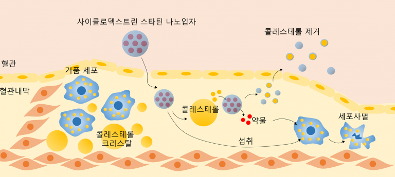 동맥경화증 플라크 표적 약물전달 나노 기술 개발