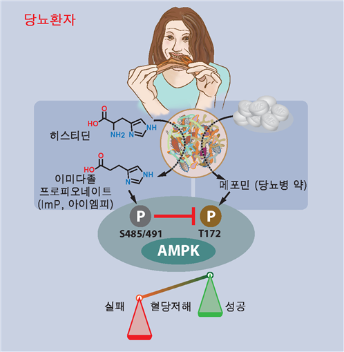 당뇨 치료제 효능 억제 장내미생물 대사체
