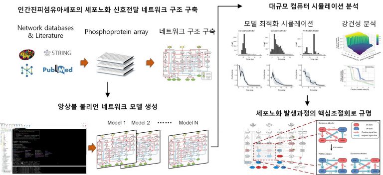 노화 세포 젊게 만드는 역 노화 기술 개발