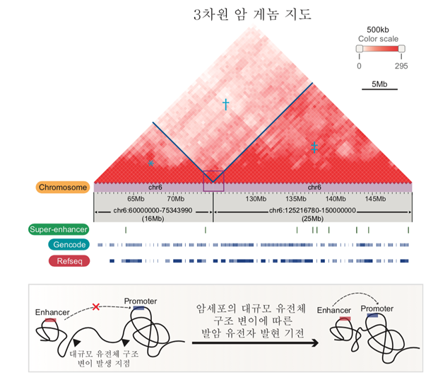 KAIST 세계 최대 3D 암 게놈 지도 구축
