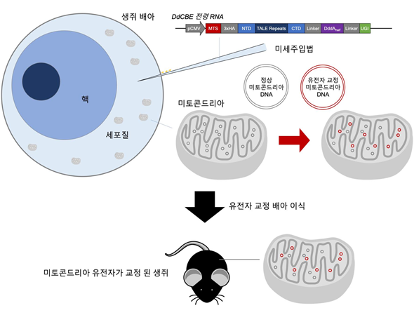 동물 미토콘드리아 DNA 교정 성공