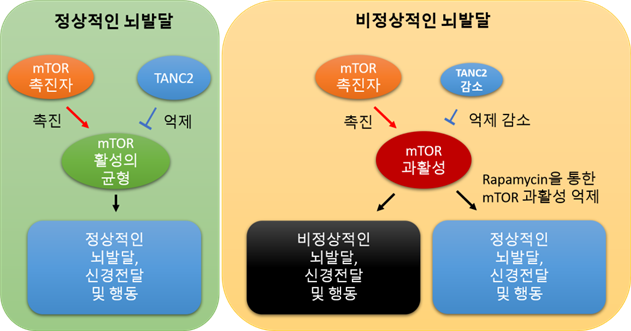 자폐 및 뇌 발달장애 유발 새 원인 규명