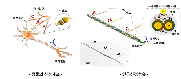 뇌신경세포망 모사 인공섬유소자 개발