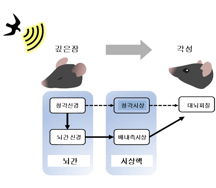 KAIST, 뇌 속 자명종 신경회로 발견