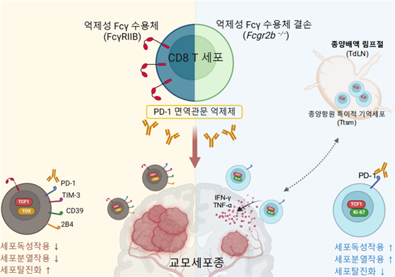 KAIST, 난치성 뇌종양 치료 증진 원리 규명